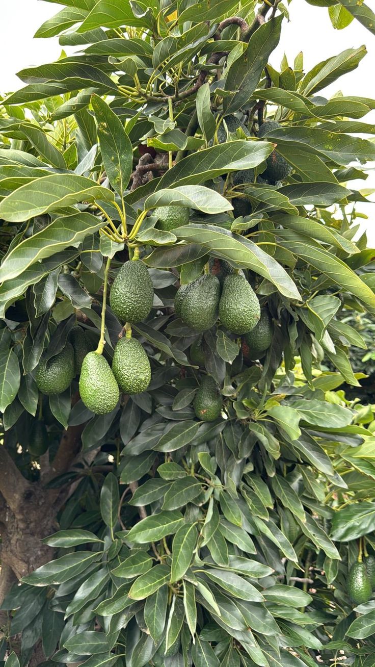 Avocado