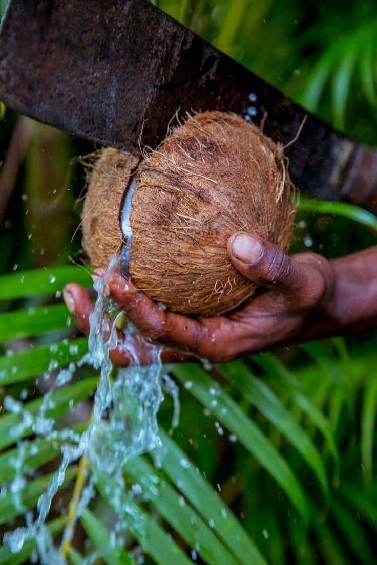 Fresh coconuts