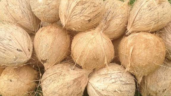 Coconut