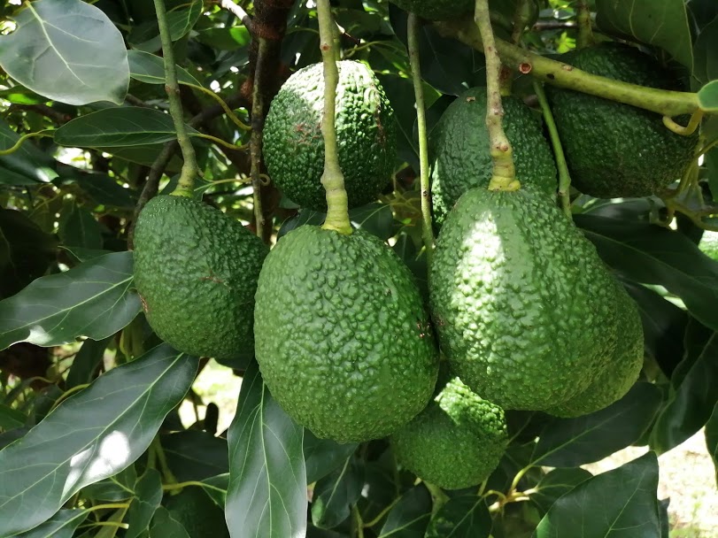 Avocado