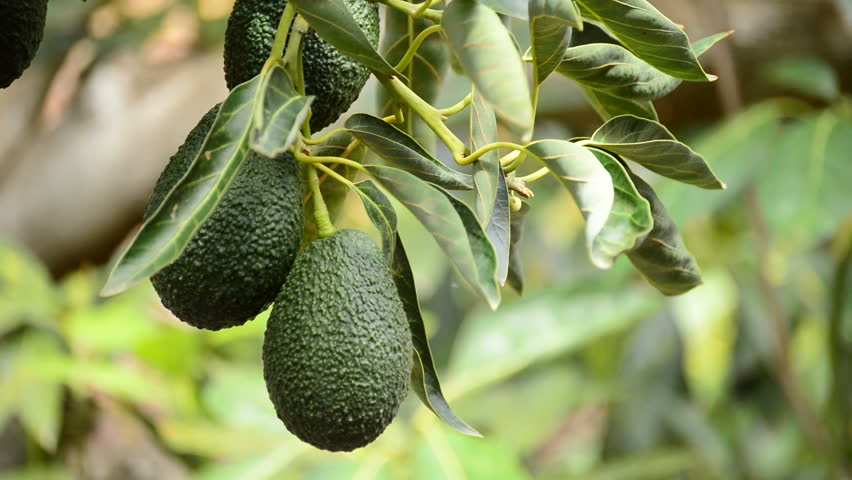 Fresh Fruits